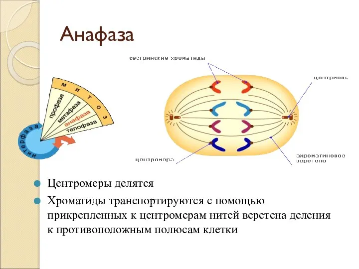 Анафаза Центромеры делятся Хроматиды транспортируются с помощью прикрепленных к центромерам нитей веретена