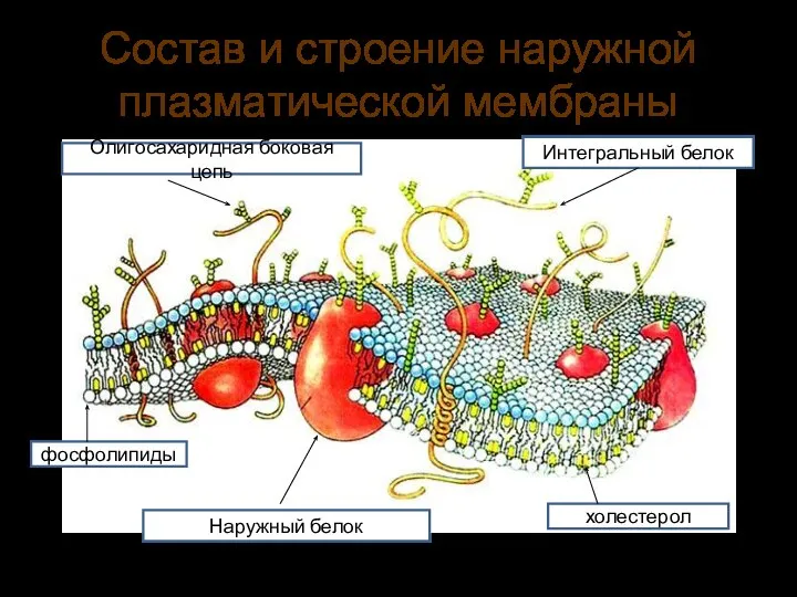 Состав и строение наружной плазматической мембраны Интегральный белок холестерол фосфолипиды Наружный белок Олигосахаридная боковая цепь