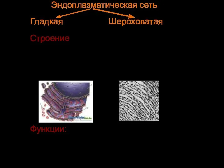 Эндоплазматическая сеть Гладкая Шероховатая Строение 1 мембрана образует: Полости Канальцы Трубочки На