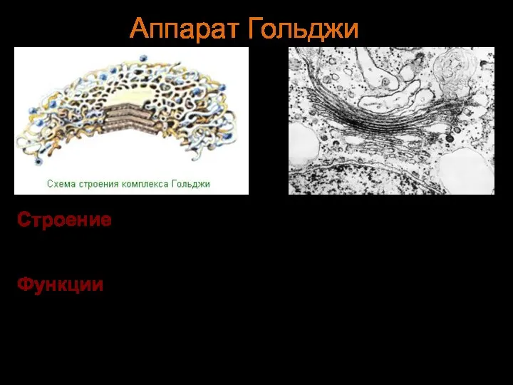 Строение Окруженные мембранами полости (цистерны) и связанная с ними система пузырьков. Функции
