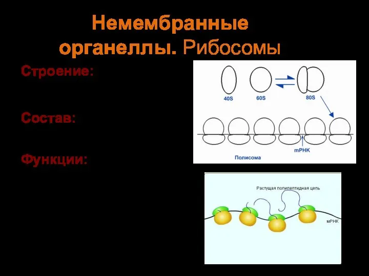 Строение: Малая Большая Состав: РНК (рибосомная) Белки. Функции: Обеспечивает биосинтез белка (сборку