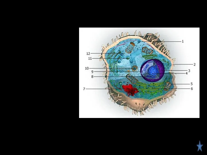 Животная клетка 1 – Пероксисома, 2 – Клеточная мембрана, 3 – Ядро,