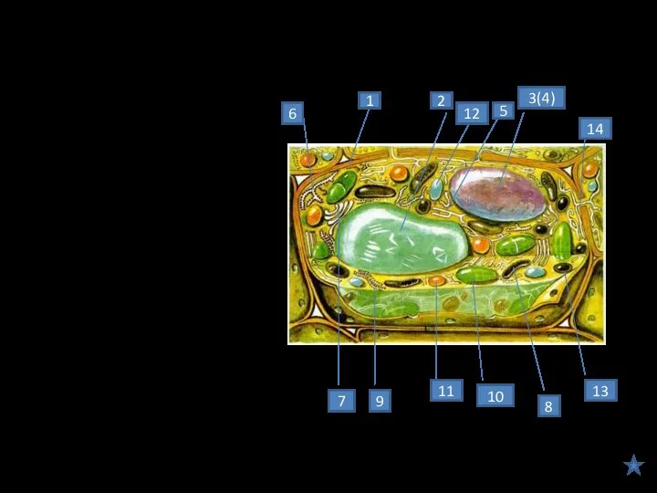 Растительная клетка 1- наружная клеточная мембрана 2-вакуоль 3-ядро 4-ядрышко 5- гладкая эндоплазматическая