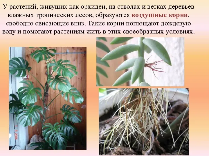 У растений, живущих как орхидеи, на стволах и ветках деревьев влажных тропических