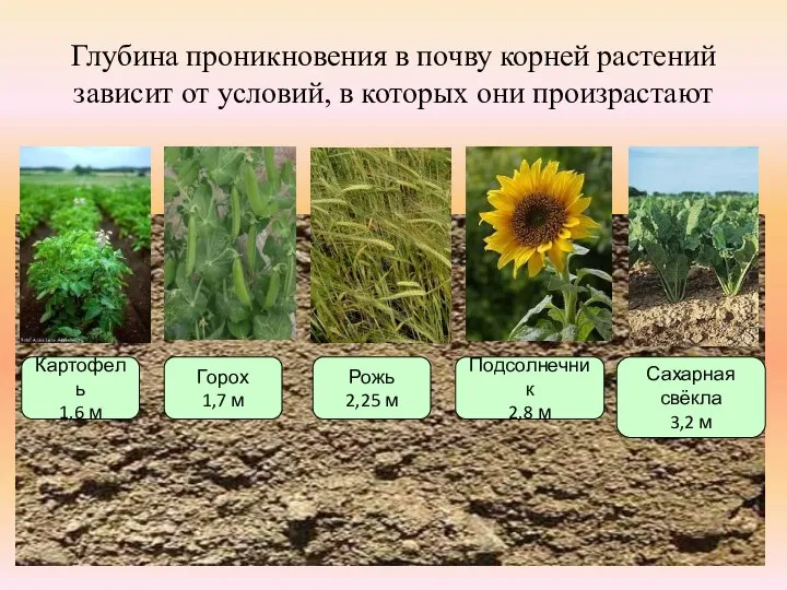 Глубина проникновения в почву корней растений зависит от условий, в которых они