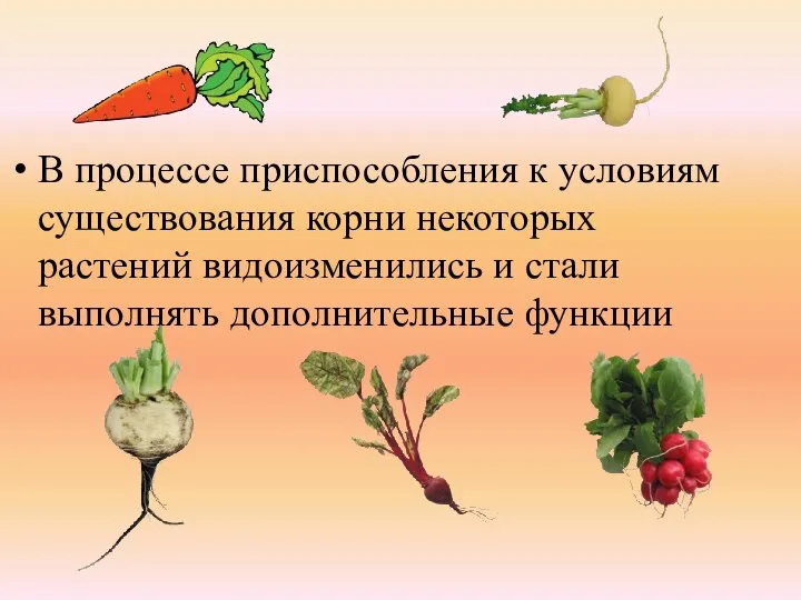 В процессе приспособления к условиям существования корни некоторых растений видоизменились и стали выполнять дополнительные функции