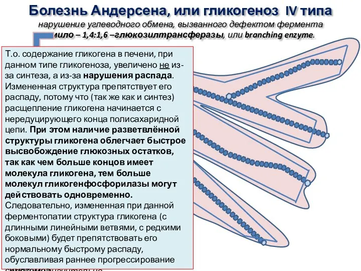 Болезнь Андерсена, или гликогеноз IV типа нарушение углеводного обмена, вызванного дефектом фермента