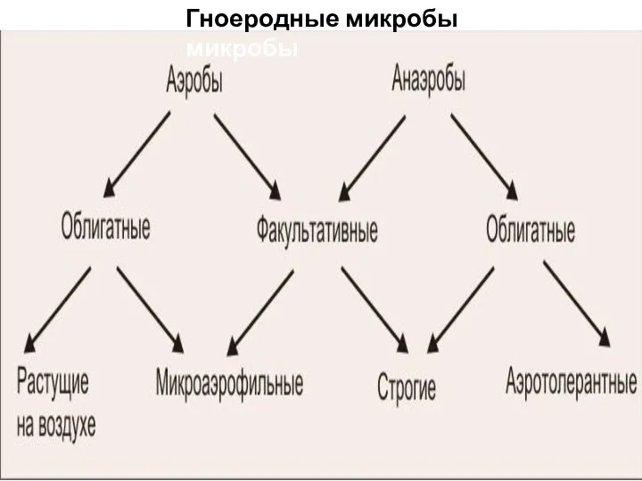 Гноеродные микробы микробы