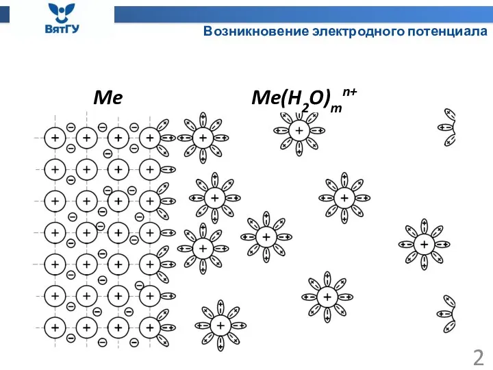 Возникновение электродного потенциала Me Me(H2O)mn+