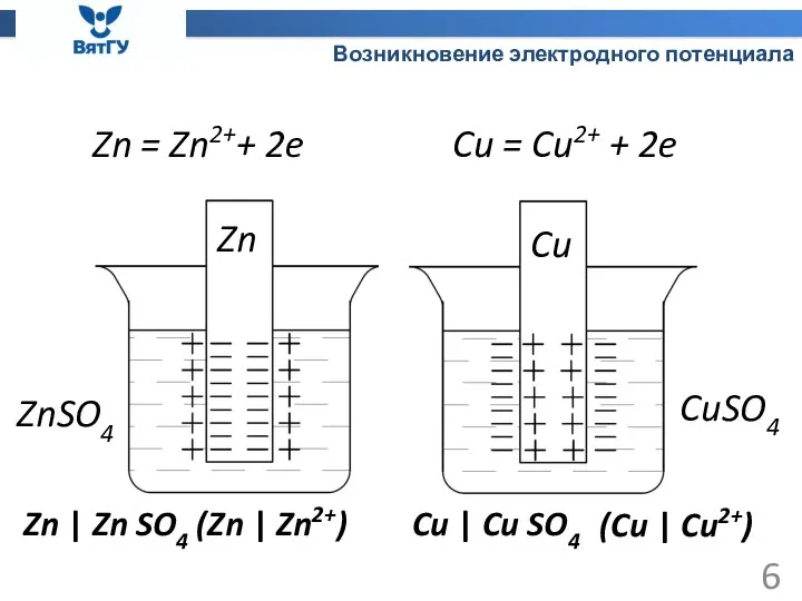 Возникновение электродного потенциала Zn = Zn2++ 2e Cu = Cu2+ + 2e