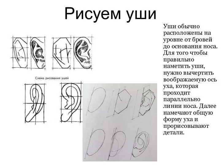 Рисуем уши Уши обычно расположены на уровне от бровей до основания носа.