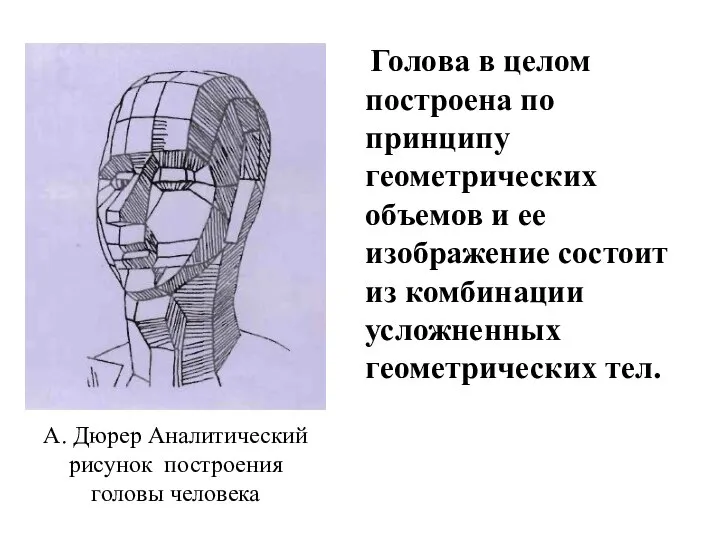 Голова в целом построена по принципу геометрических объемов и ее изображение состоит