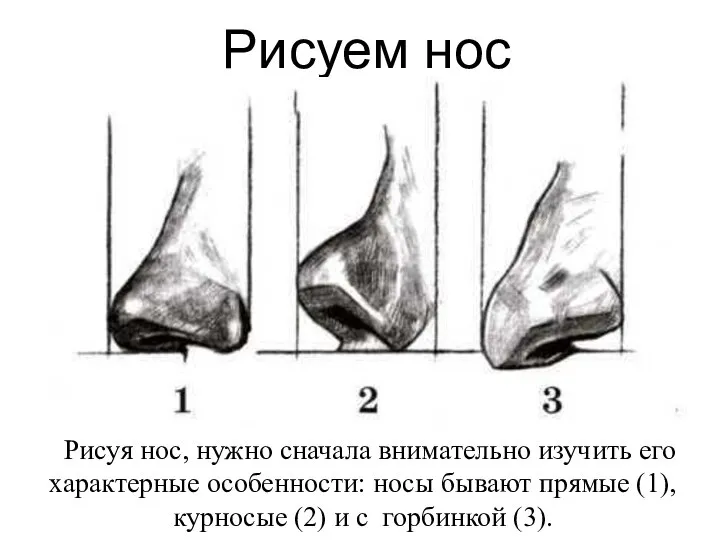 Рисуем нос Рисуя нос, нужно сначала внимательно изучить его характерные особенности: носы