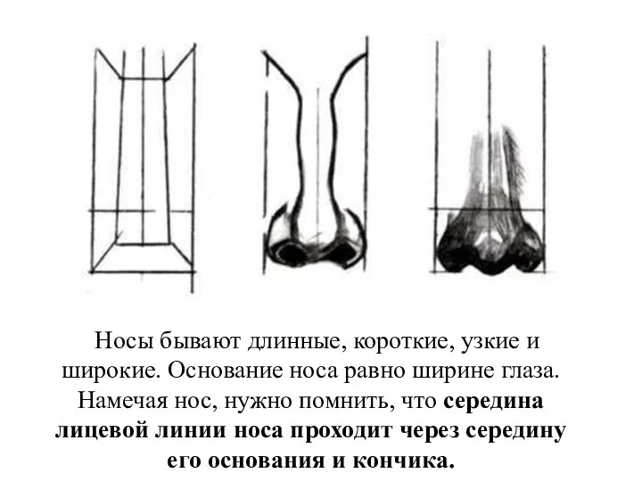 Носы бывают длинные, короткие, узкие и широкие. Основание носа равно ширине глаза.