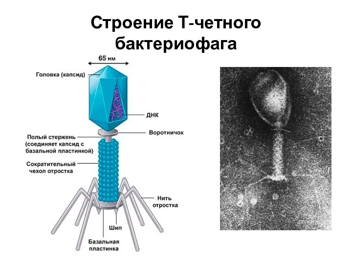 Строение Т-четного бактериофага