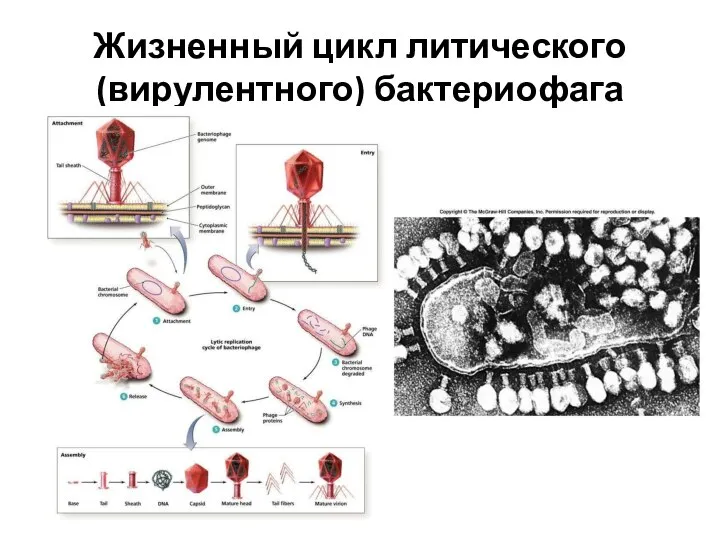 Жизненный цикл литического (вирулентного) бактериофага