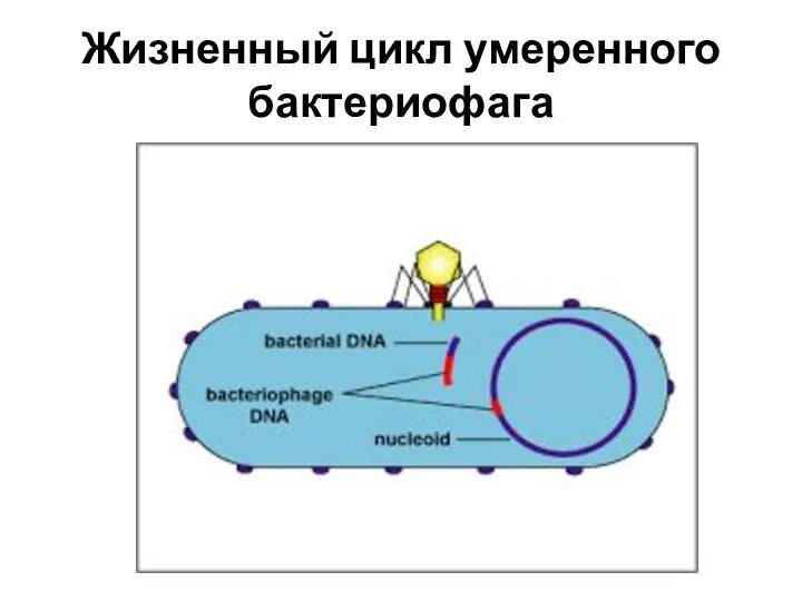 Жизненный цикл умеренного бактериофага