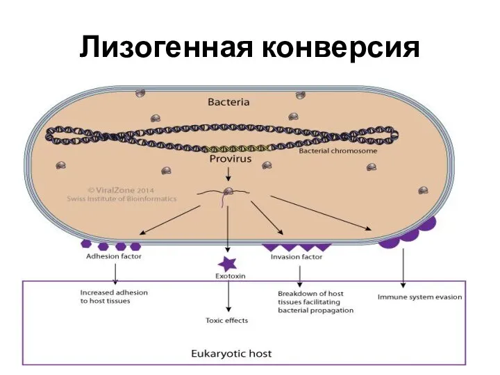 Лизогенная конверсия