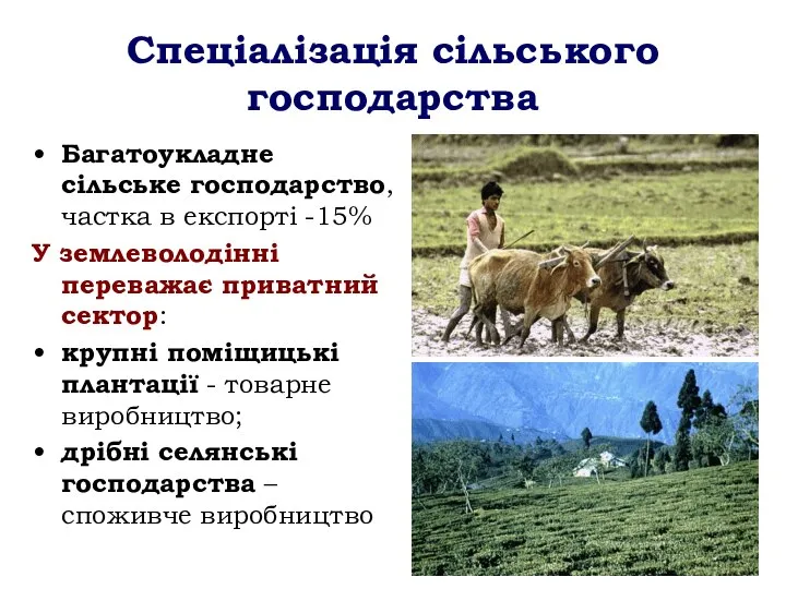 Спеціалізація сільського господарства Багатоукладне сільське господарство, частка в експорті -15% У землеволодінні