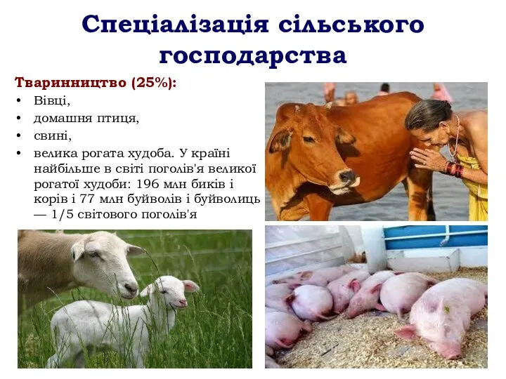 Спеціалізація сільського господарства Тваринництво (25%): Вівці, домашня птиця, свині, велика рогата худоба.