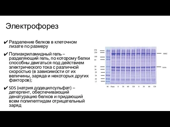 Электрофорез Разделение белков в клеточном лизате по размеру Полиакриламидный гель – разделяющий