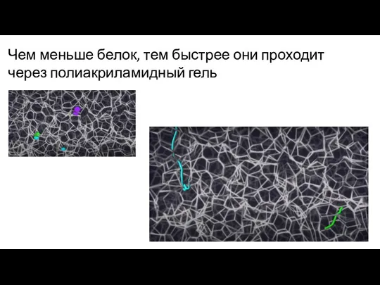 Чем меньше белок, тем быстрее они проходит через полиакриламидный гель