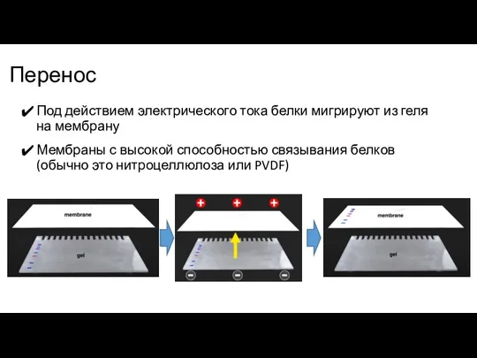 Перенос Под действием электрического тока белки мигрируют из геля на мембрану Мембраны