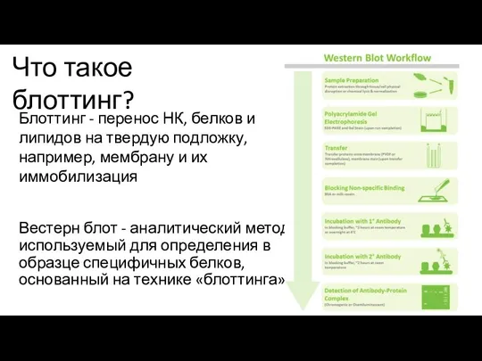 Вестерн блот - аналитический метод, используемый для определения в образце специфичных белков,