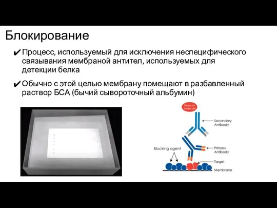 Блокирование Процесс, используемый для исключения неспецифического связывания мембраной антител, используемых для детекции