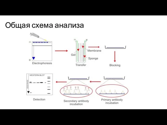 Общая схема анализа