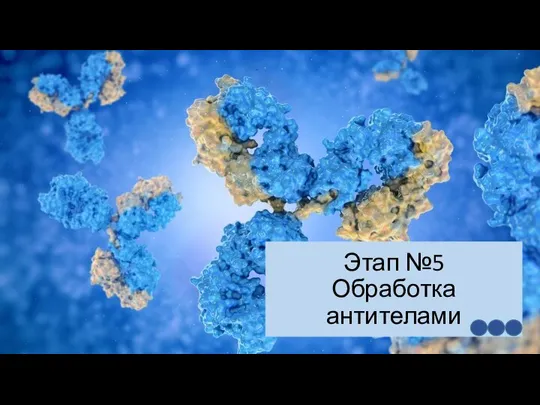 Этап №5 Обработка антителами