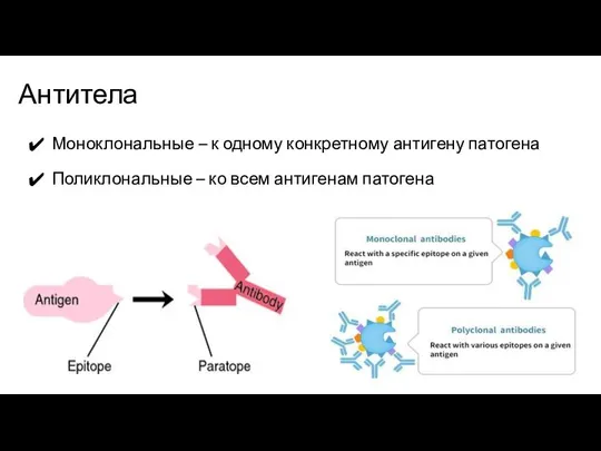 Антитела Моноклональные – к одному конкретному антигену патогена Поликлональные – ко всем антигенам патогена