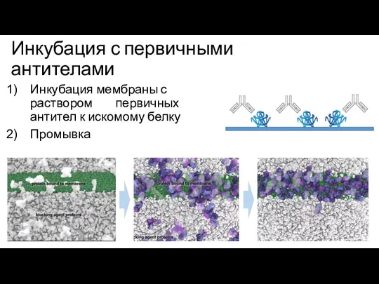 Инкубация с первичными антителами Инкубация мембраны с раствором первичных антител к искомому белку Промывка