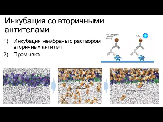 Инкубация со вторичными антителами Инкубация мембраны с раствором вторичных антител Промывка