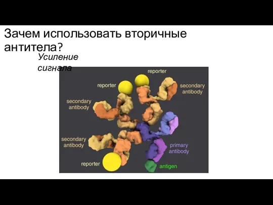 Зачем использовать вторичные антитела? Усиление сигнала