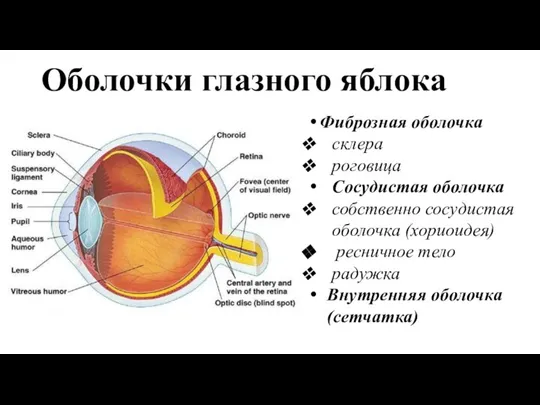 Оболочки глазного яблока Фиброзная оболочка склера роговица Сосудистая оболочка собственно сосудистая оболочка