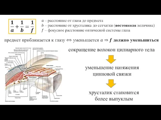 сокращение волокон цилиарного тела уменьшение натяжения цинновой связки хрусталик становится более выпуклым