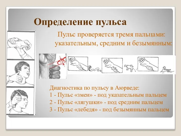 Определение пульса Пульс проверяется тремя пальцами: указательным, средним и безымянным: Диагностика по