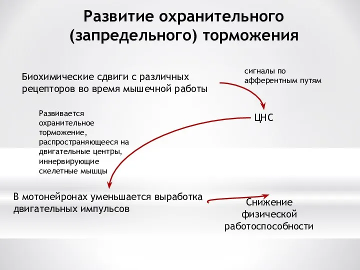 Развитие охранительного (запредельного) торможения Биохимические сдвиги с различных рецепторов во время мышечной