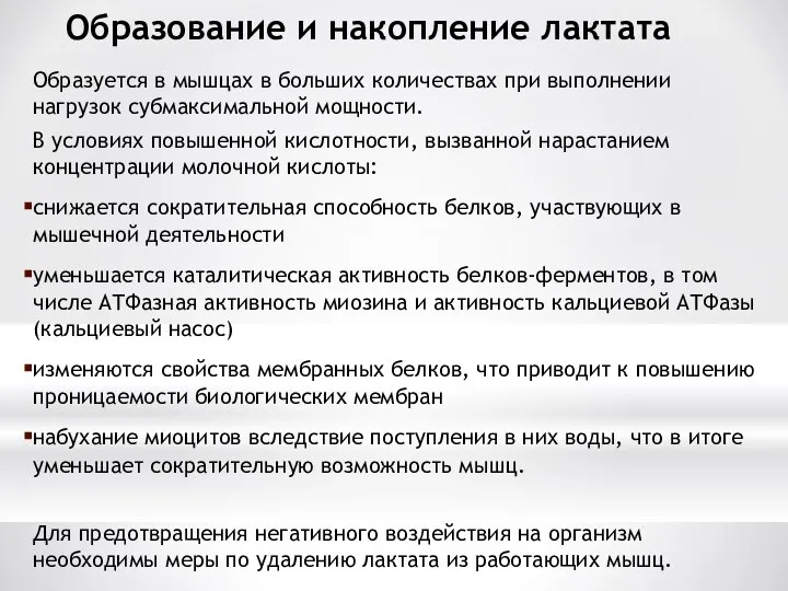 Образование и накопление лактата Образуется в мышцах в больших количествах при выполнении