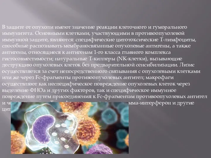 В защите от опухоли имеют значение реакции клеточного и гуморального иммунитета. Основными