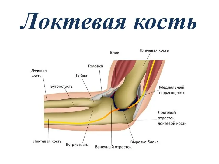 Локтевая кость