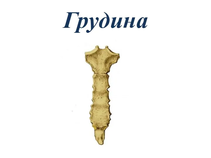 Грудина