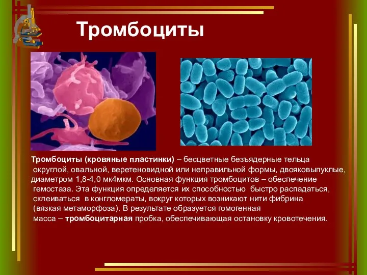 Тромбоциты Тромбоциты (кровяные пластинки) – бесцветные безъядерные тельца округлой, овальной, веретеновидной или