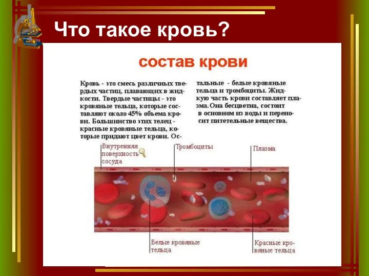 Что такое кровь?