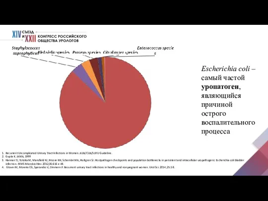 Escherichia coli – самый частой уропатоген, являющийся причиной острого воспалительного процесса Recurrent