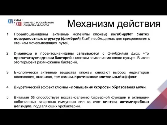 Механизм действия Проантоцианидины (активные молекулы клюквы) ингибируют синтез поверхностных структур (фимбрий) E.coli,