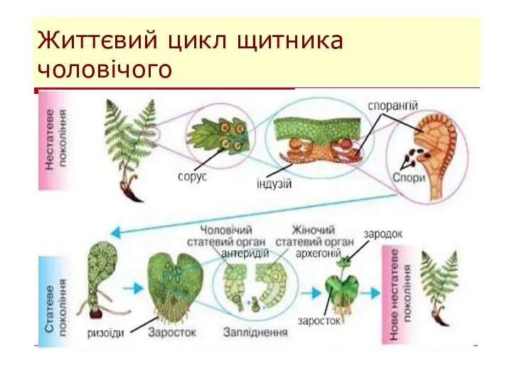 Життєвий цикл щитника чоловічого