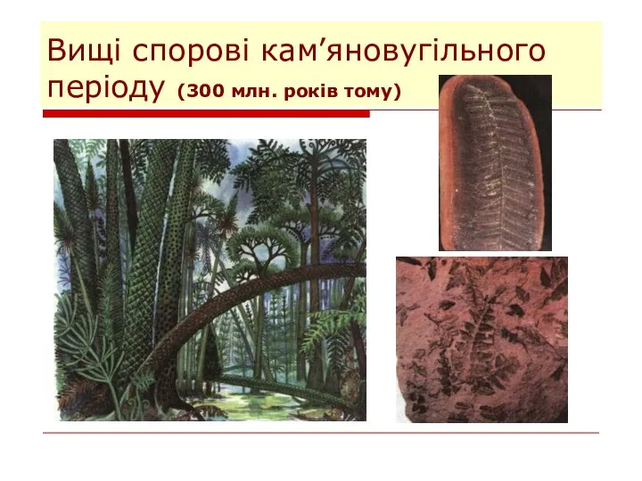 Вищі спорові кам’яновугільного періоду (300 млн. років тому)