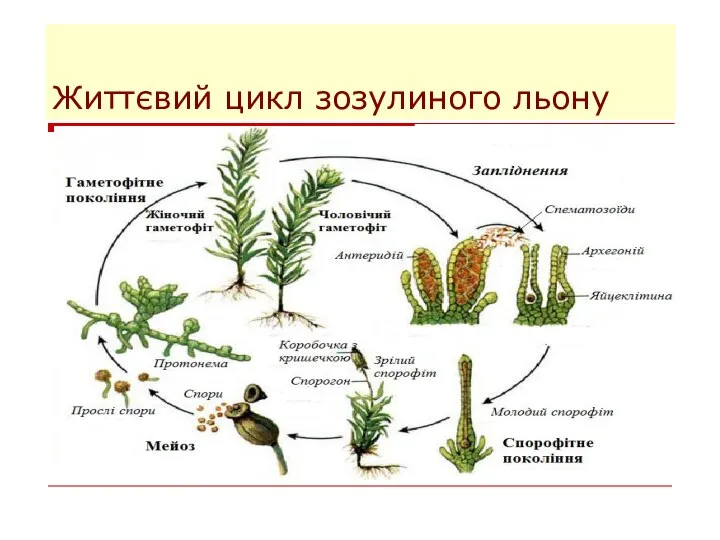 Життєвий цикл зозулиного льону